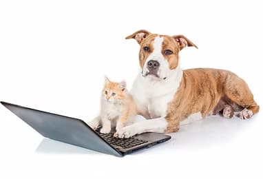 Imagem do curso Auxiliar de Veterinária EAD